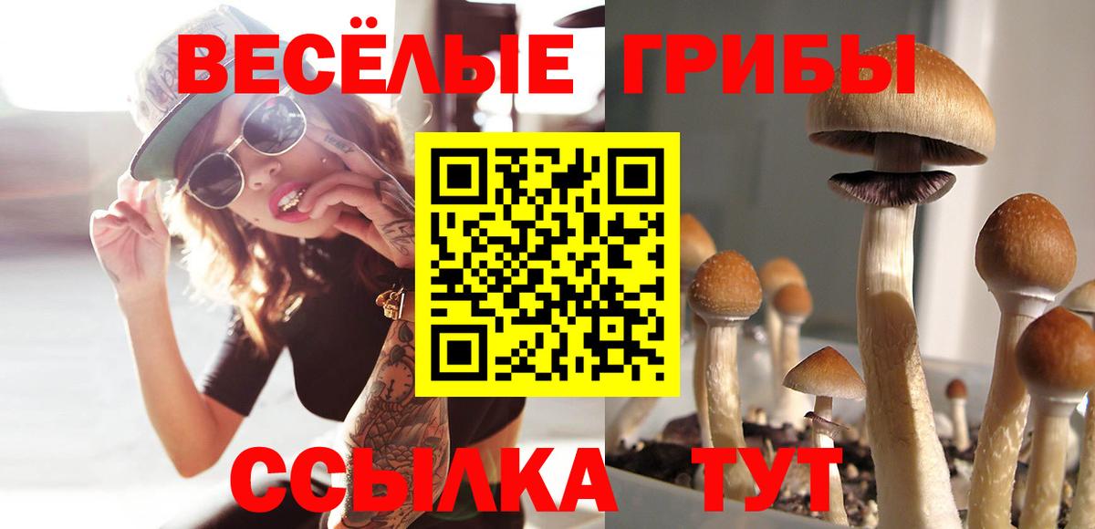 Галлюциногенные грибы Psilocybe Кстово